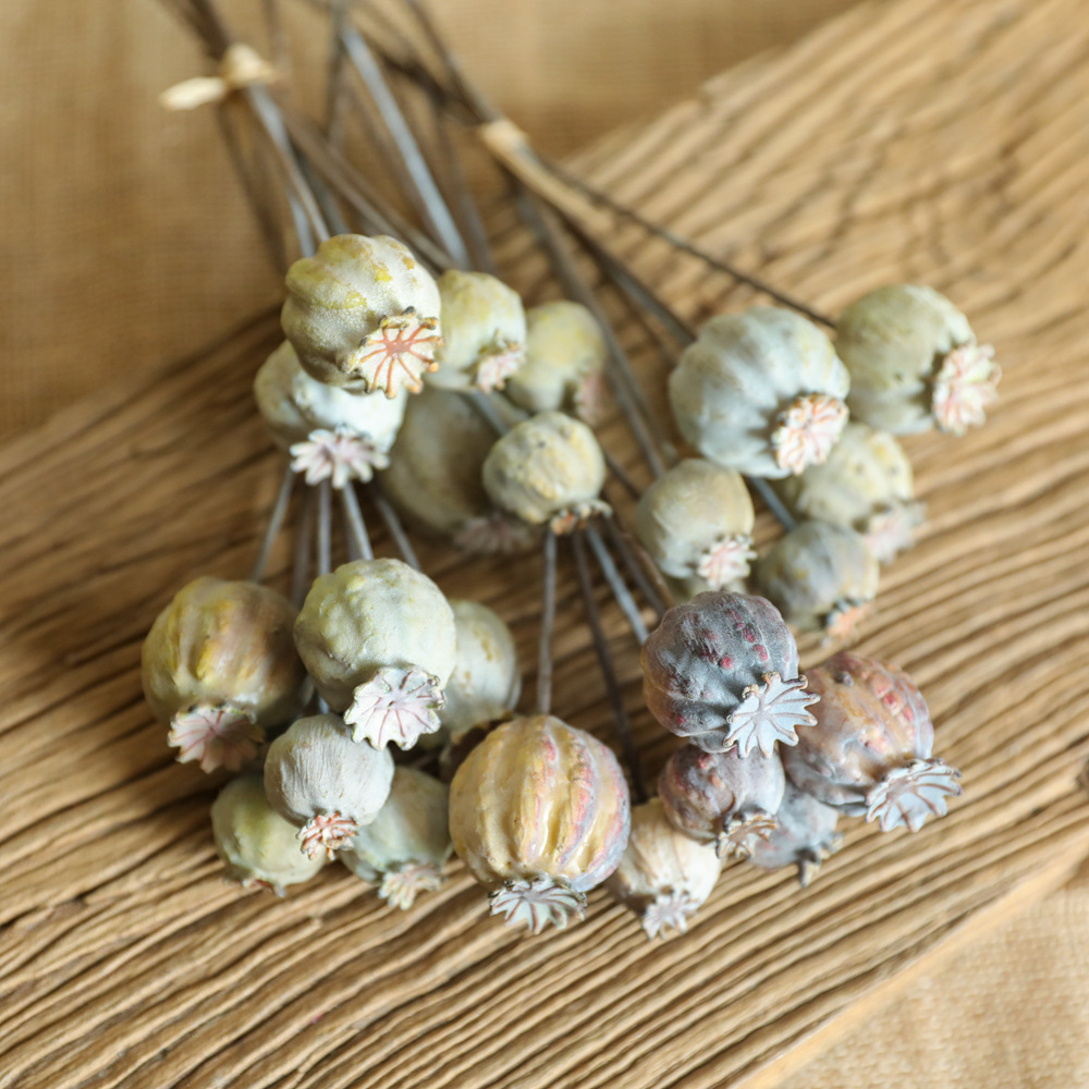 Dried Flower Bunch - 6 бутонов мака фрукты сушеные цветы